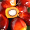 Aceite de Palmiste