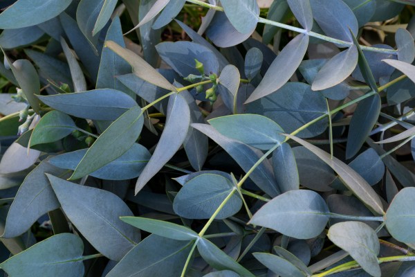 Aceite esencial de Eucalipto