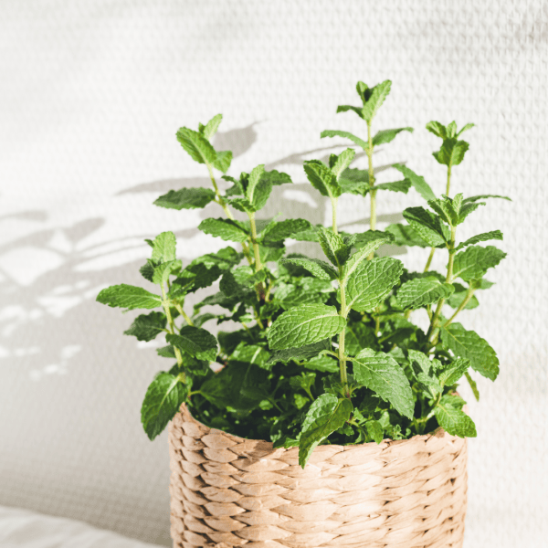 Aceite esencial de Menta