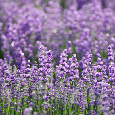Aceite esencial de Lavanda