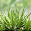 Extracto de Aloe Vera