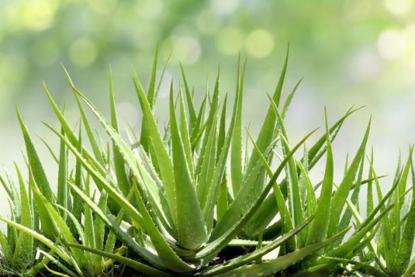 Extracto de Aloe Vera