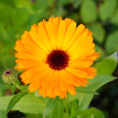 Extracto de Caléndula