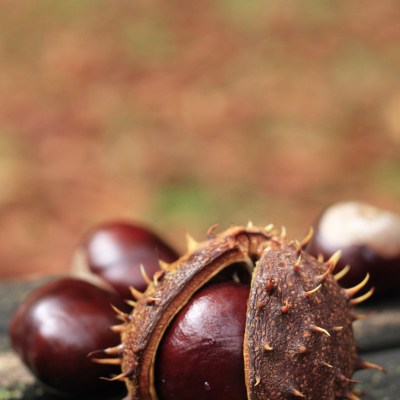 Extracto de Castaño de Indias