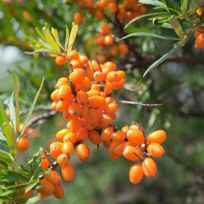 Extracto de Espino Amarillo