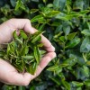 Extracto de Té Verde