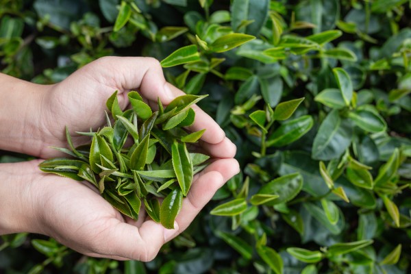 Extracto de Té Verde