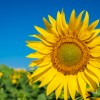 Extracto de Girasol
