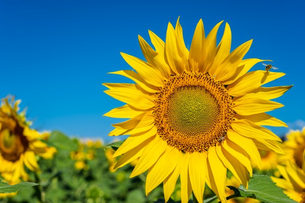 Extracto de Girasol