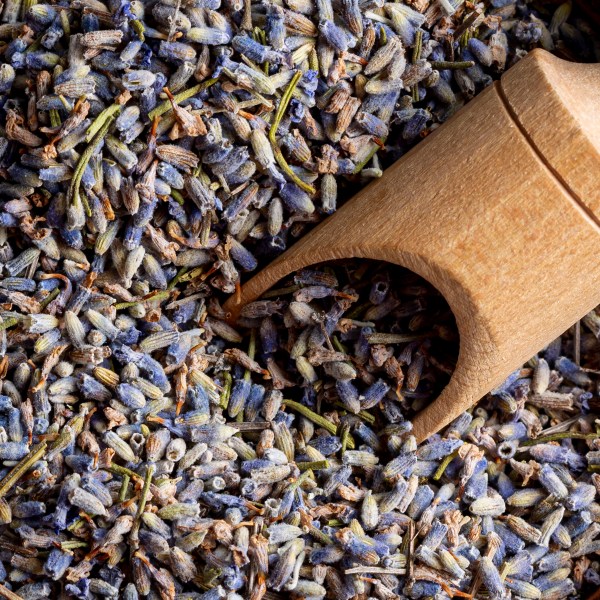 Flores de Lavanda azul